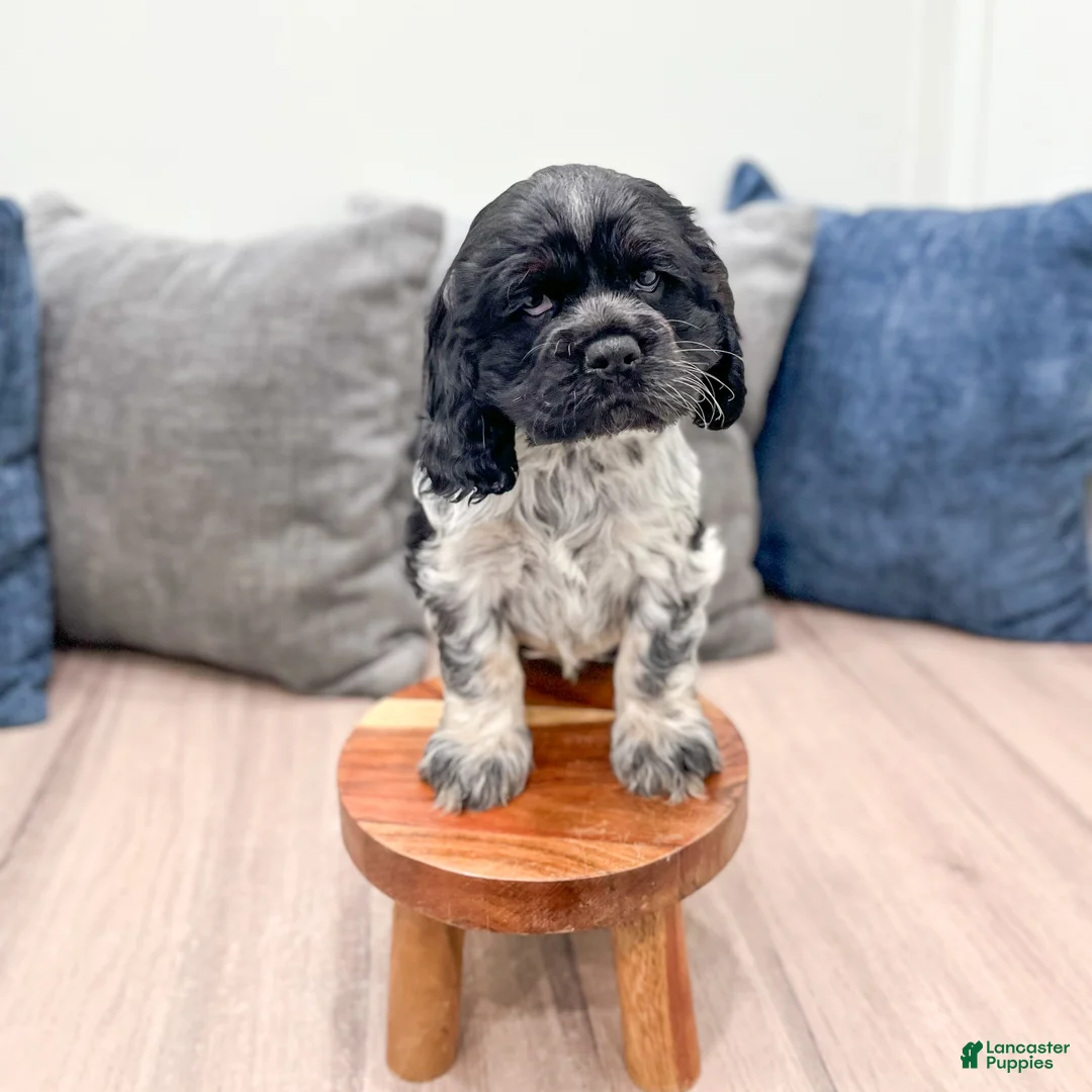 Cocker Spaniel dogs for sale: Dixon - Ad 2