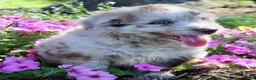 Mini Aussiedoodle dogs for sale: Dexter - Ad 3