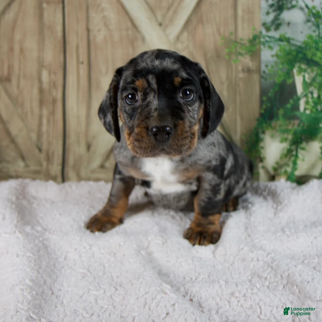 Mixed Breed dogs for sale: Warrior - Ad 1