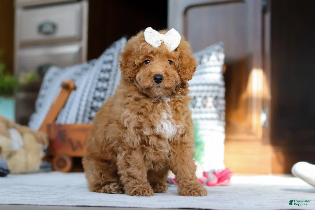 Miniature Poodle dogs for sale: Lorene - Ad 5