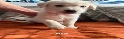 Golden Shepherd dogs for sale: Chloe - Ad 6