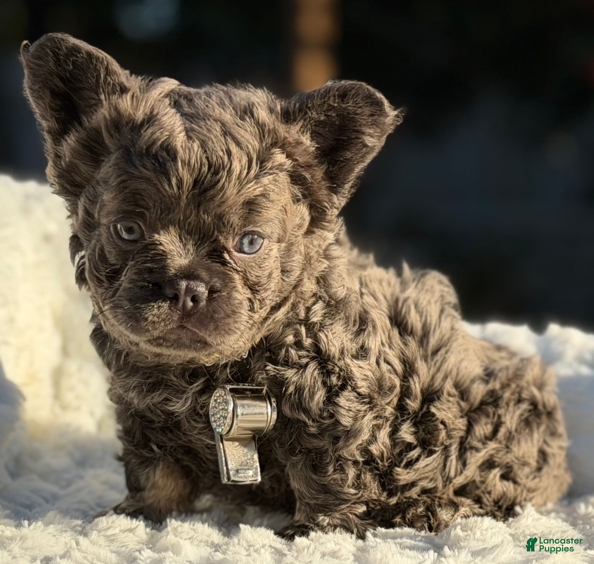 French Bulldog dogs Mr. Bullion - Ad 2