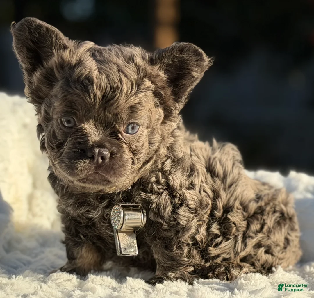 French Bulldog dogs for sale: Mr. Bullion - Ad 2
