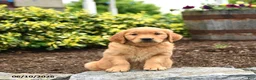 Golden Retriever dogs for sale: Jana - Ad 1