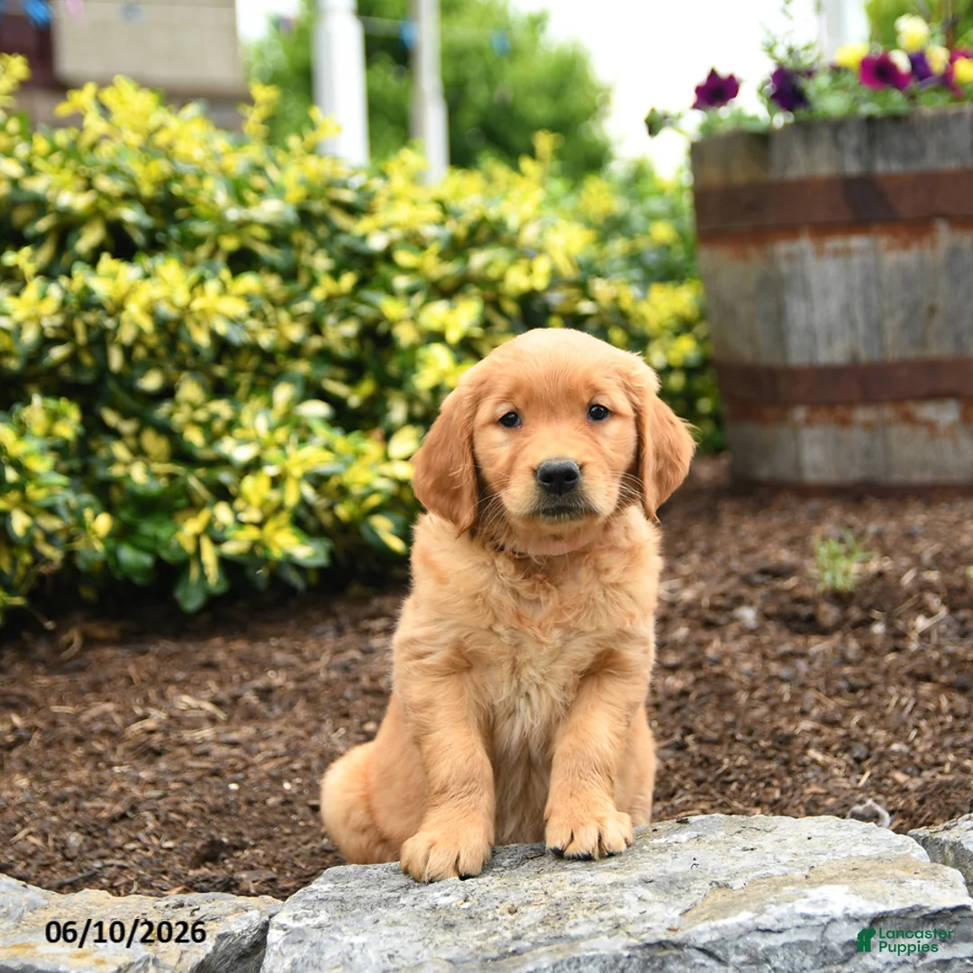 Golden Retriever dogs for sale: Jana - Ad 1