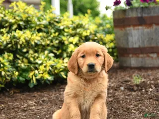 Golden Retriever dogs for sale: Jana - Ad 2