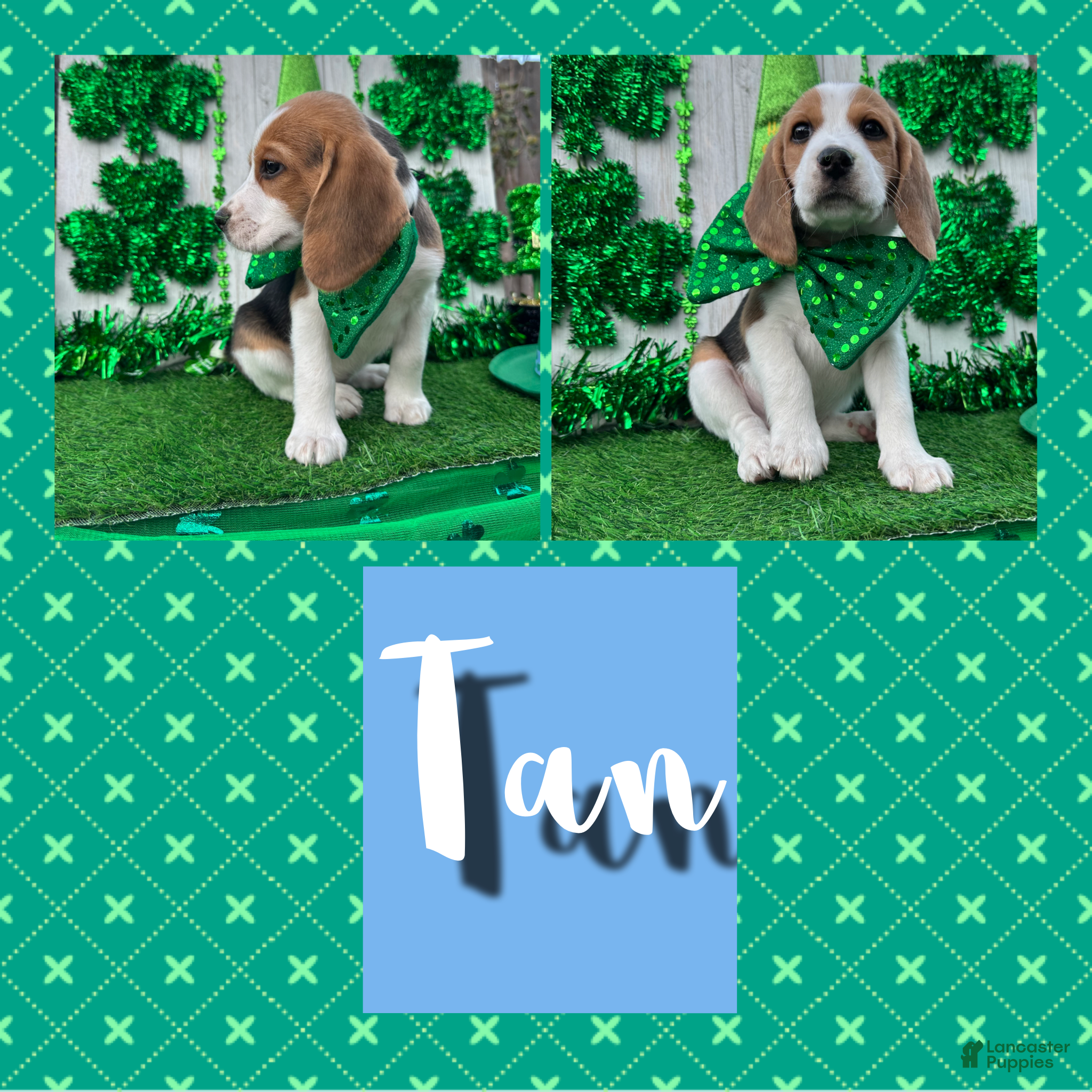 Beagle dogs Beagle Puppy 6 - Ad 1