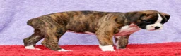 Boxer dogs for sale: Rose - Ad 3