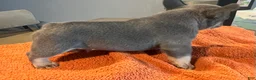 French Bulldog dogs for sale: Green_M_2026 - Ad 2