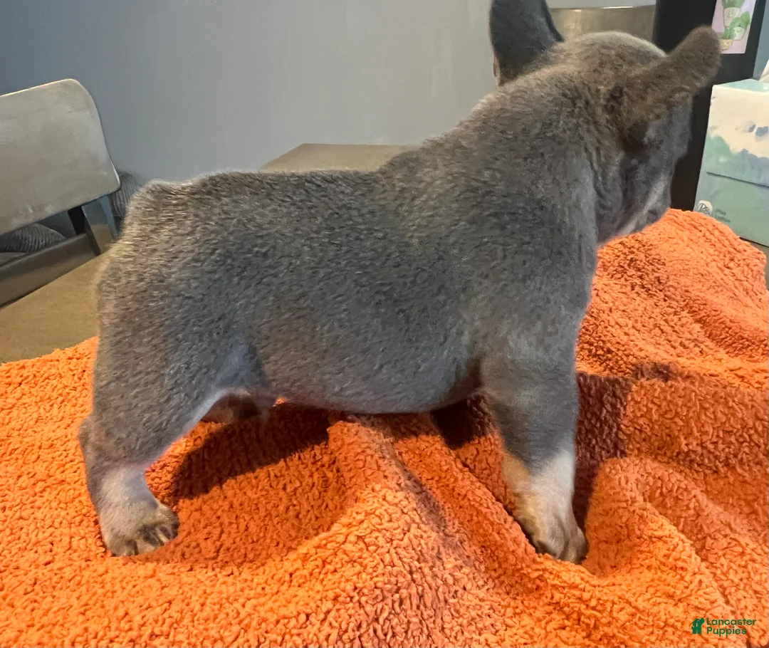 French Bulldog dogs for sale: Green_M_2026 - Ad 2