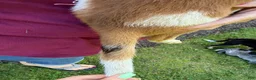 Australian Cattle Dog dogs for sale: Australian Cattle Dog 1 - Ad 3