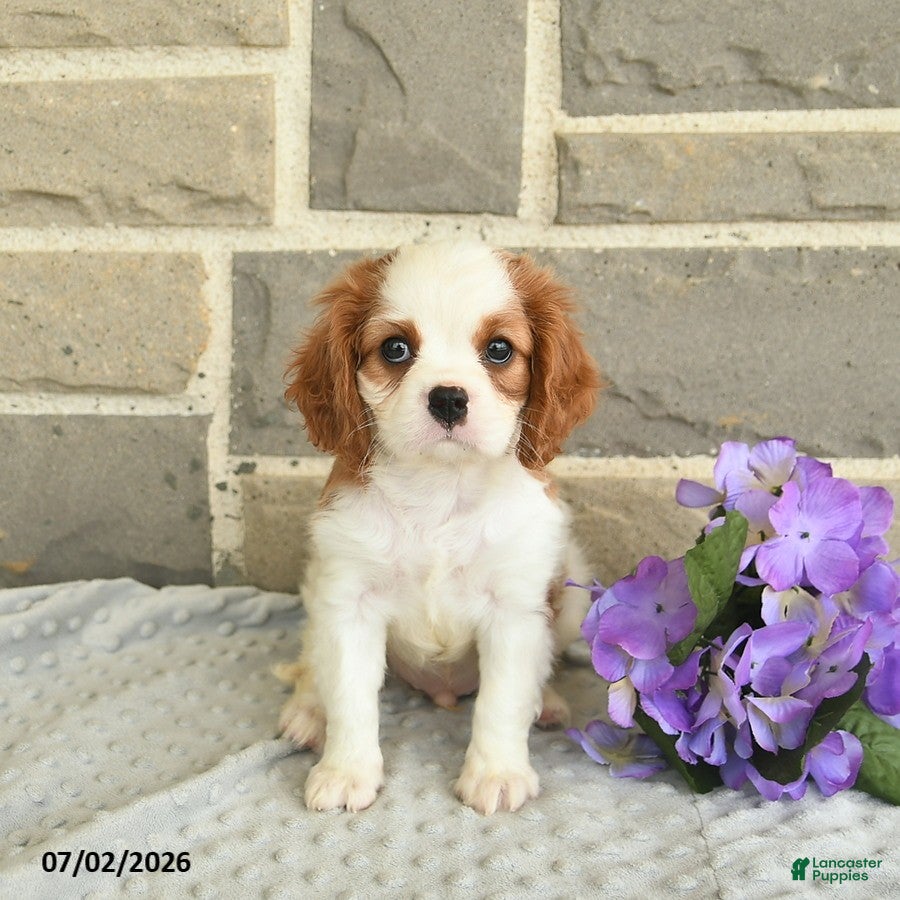 Cavalier King Charles Spaniel dogs Lucky  - Ad 2