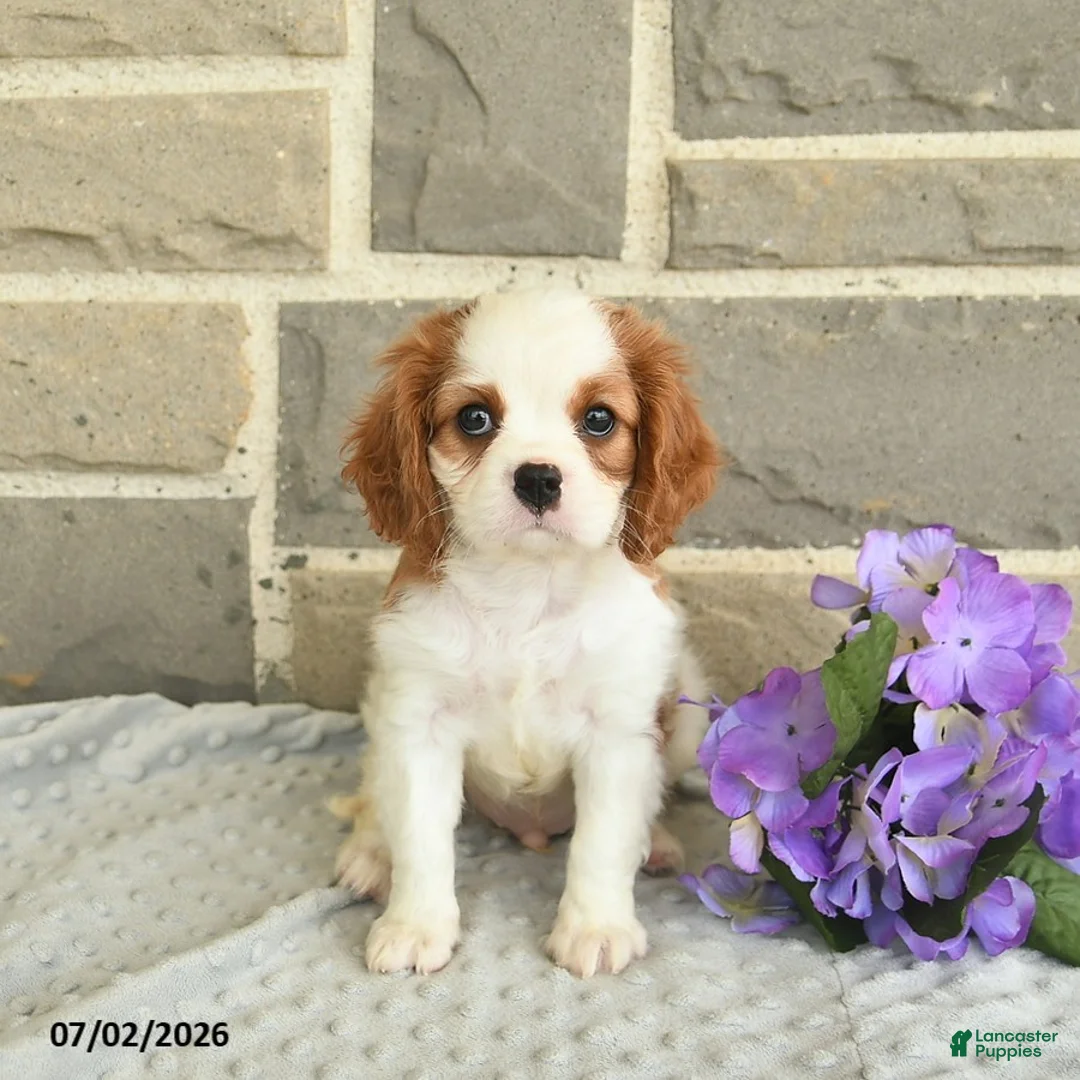 Cavalier King Charles Spaniel dogs for sale: Lucky  - Ad 2