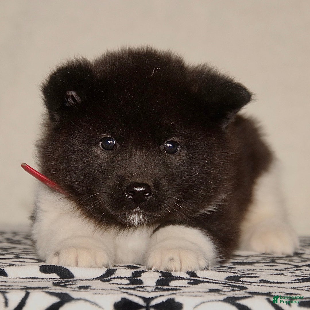 Akita dogs for sale: Alonso - Ad 3