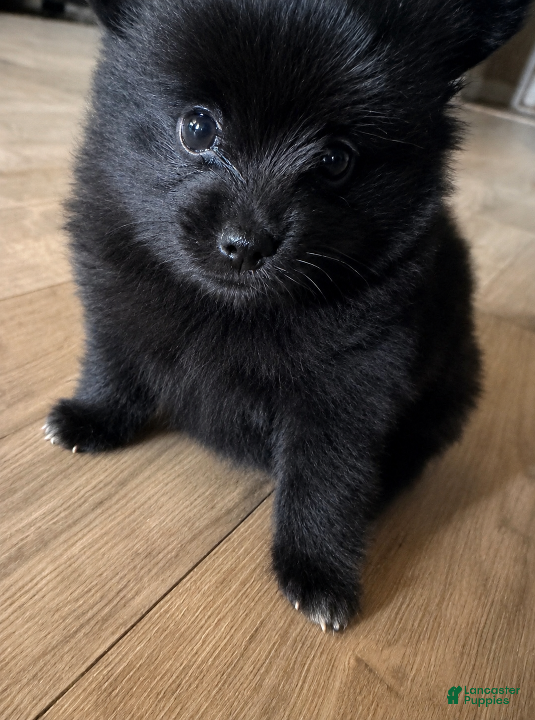 Pomeranian dogs Lesli - Ad 4