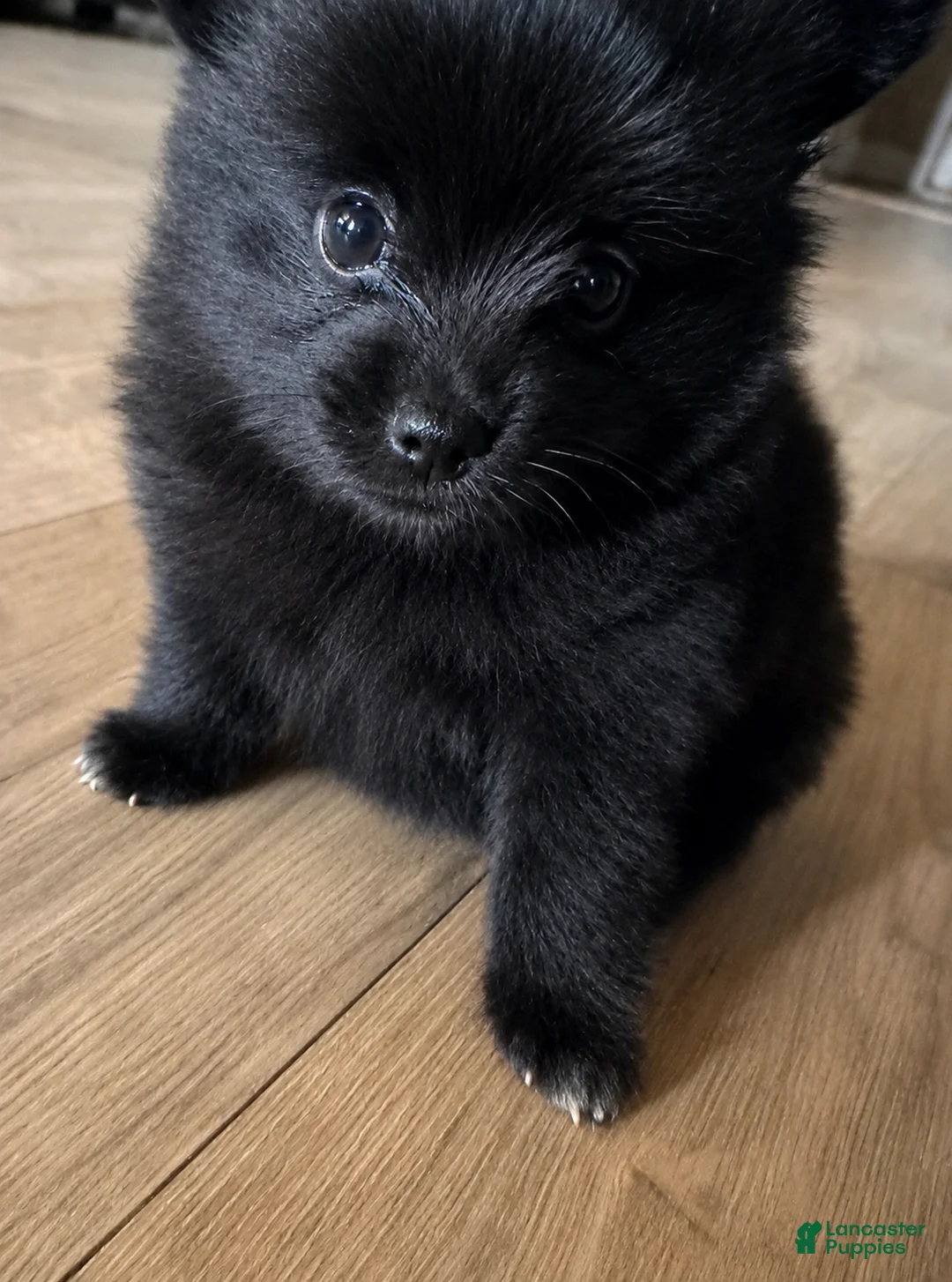 Pomeranian dogs for sale: Lesli - Ad 1