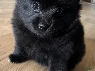 Pomeranian dogs Lesli - Ad 4