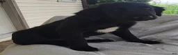 Mixed Breed dogs for sale: Sammy - Ad 2