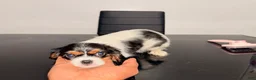 Cavalier King Charles Spaniel dogs for sale: Diamond - Ad 2