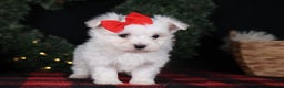 Maltese dogs for sale: ACE - Ad 14