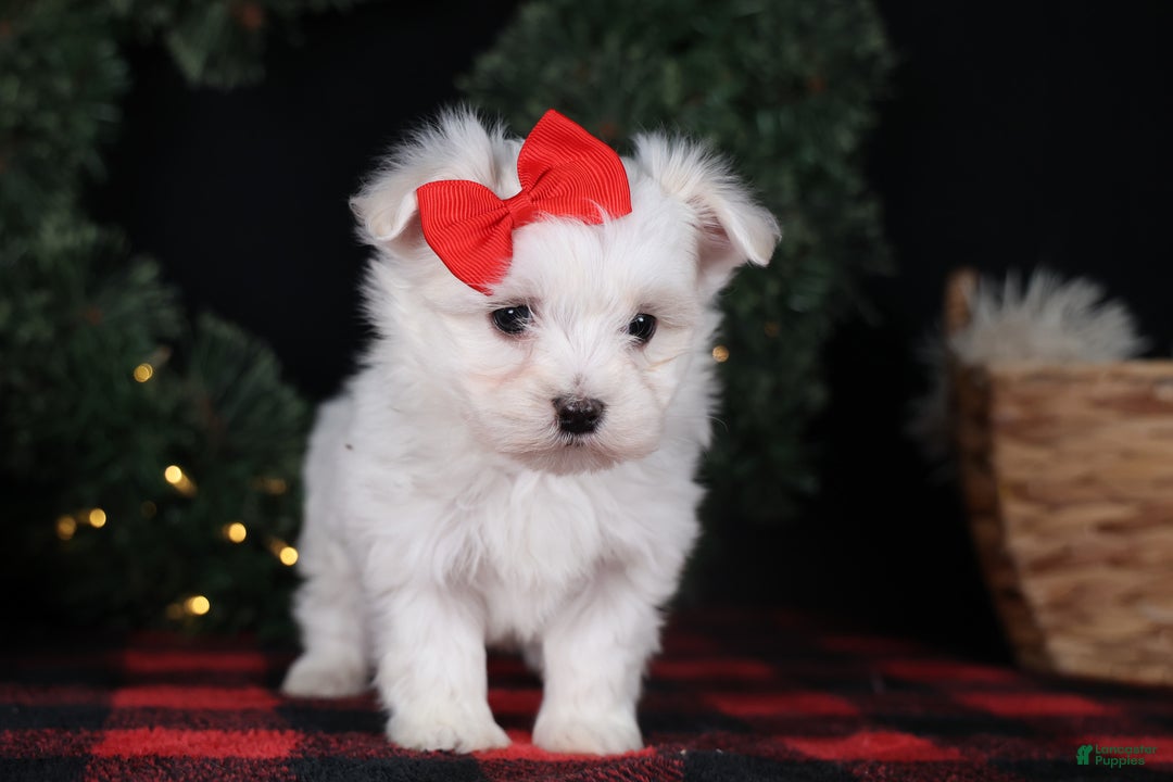 Maltese dogs for sale: ACE - Ad 14