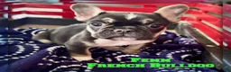 French Bulldog dogs for sale: Fenn - Ad 1