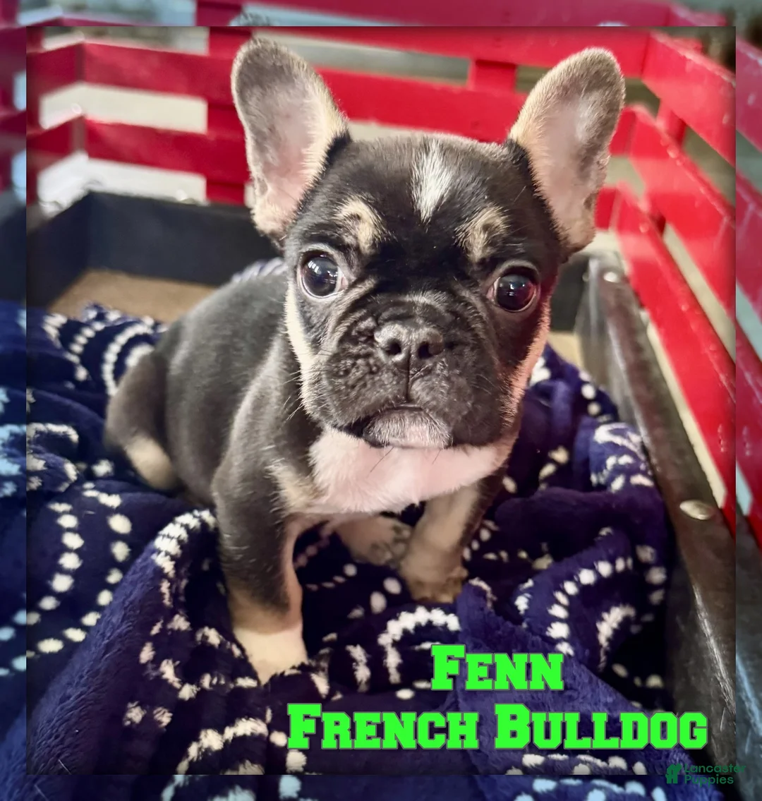 French Bulldog dogs for sale: Fenn - Ad 1