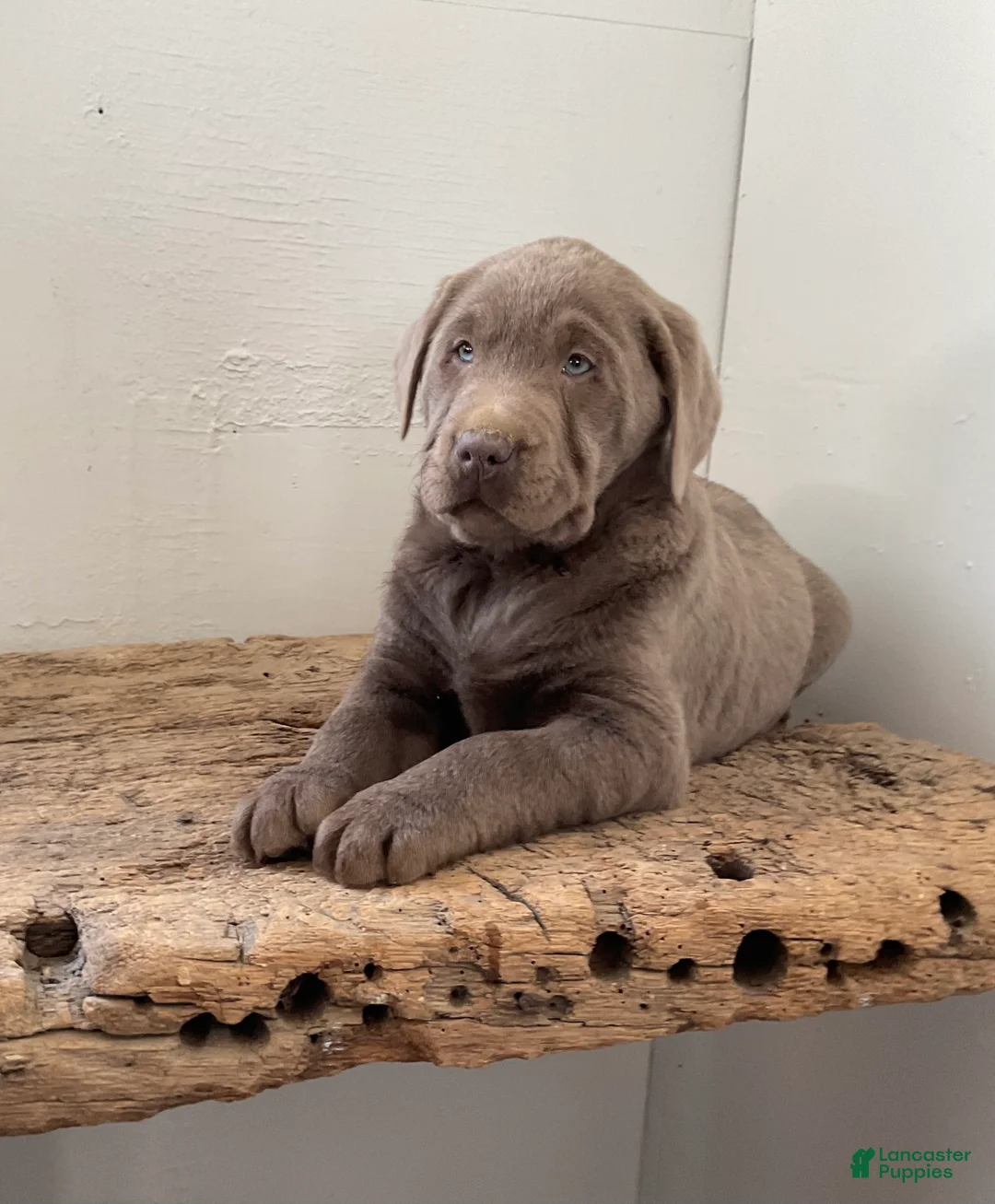 Labrador Retriever dogs for sale: Moonlight  - Ad 6
