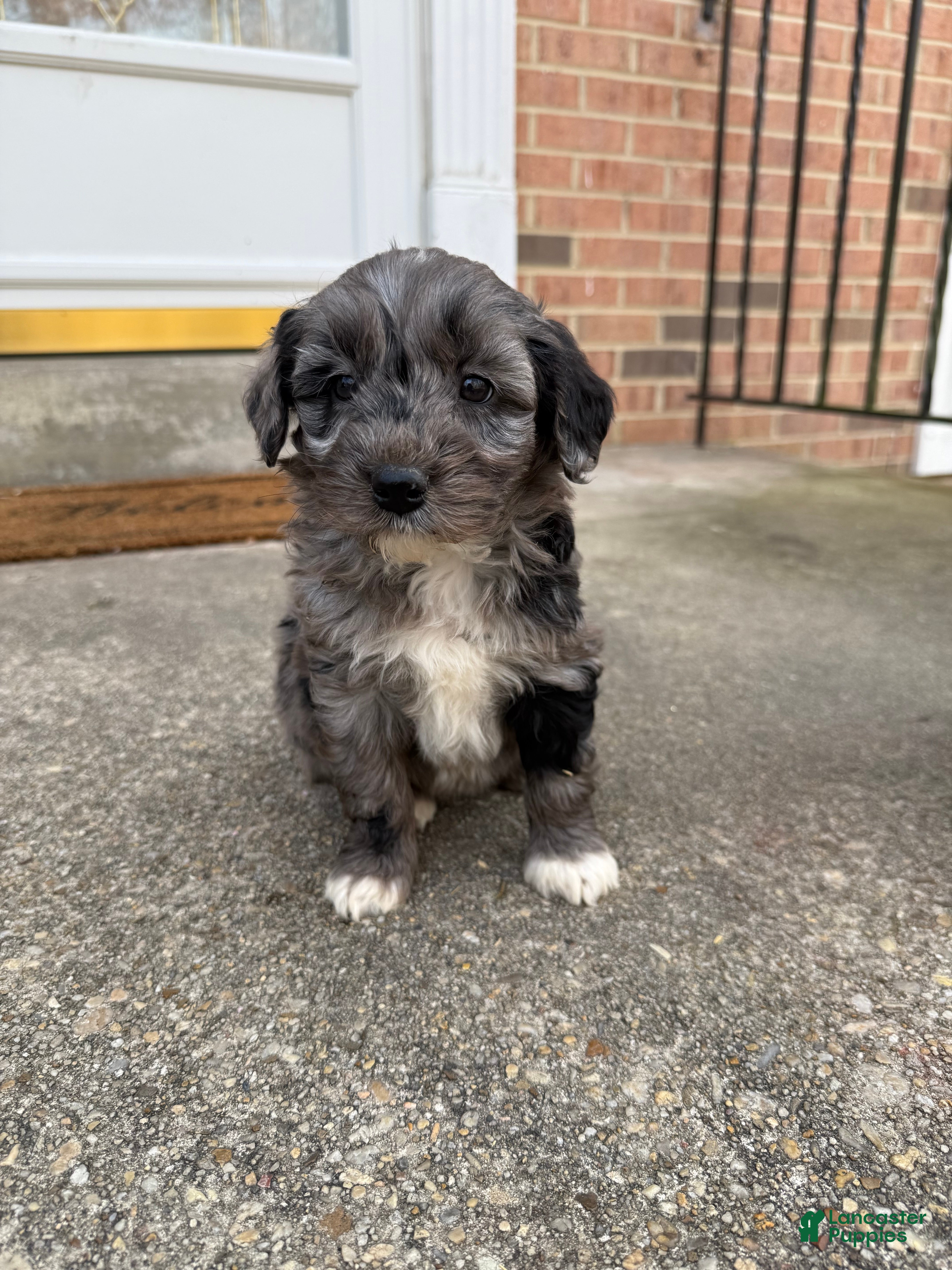 Mini Aussiedoodle dogs Mini Aussiedoodle Puppy 2 - Ad 17