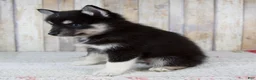 Pomsky dogs for sale: Bailie - Ad 3