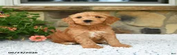 Mini Goldendoodle dogs for sale: Axle - Ad 5