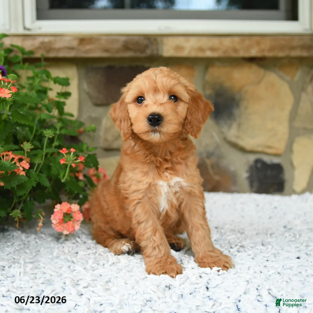 Mini Goldendoodle dogs for sale: Axle - Ad 5