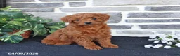Cavapoo dogs for sale: Lacey - Ad 4