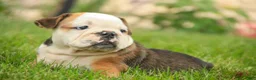 English Bulldog dogs for sale: Riley English Bulldog  - Ad 5