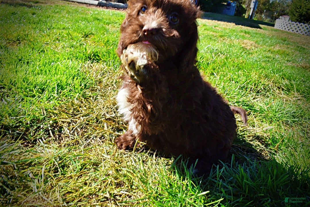 Havapoo dogs for sale: Gonzo  - Ad 8