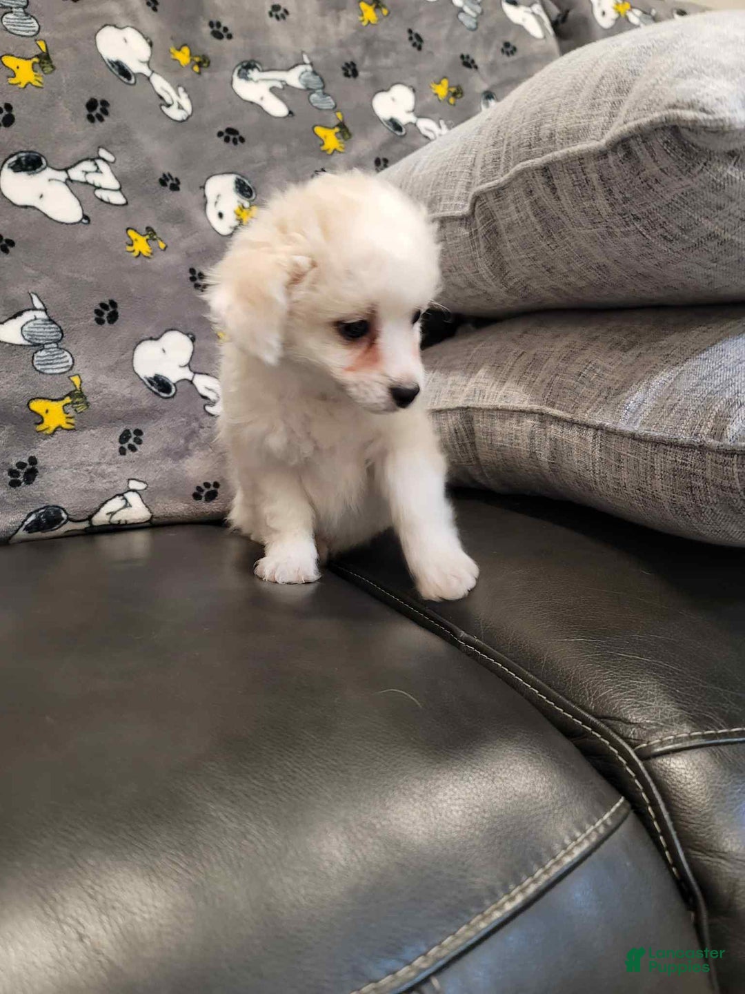 Mixed Breed dogs for sale: Cash - Ad 1