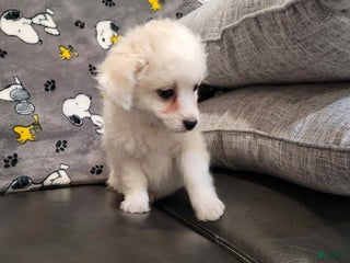 Mixed Breed dogs Cash - Ad 39