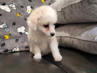 Mixed Breed dogs Cash - Ad 6