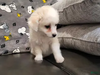 Mixed Breed dogs Cash - Ad 6