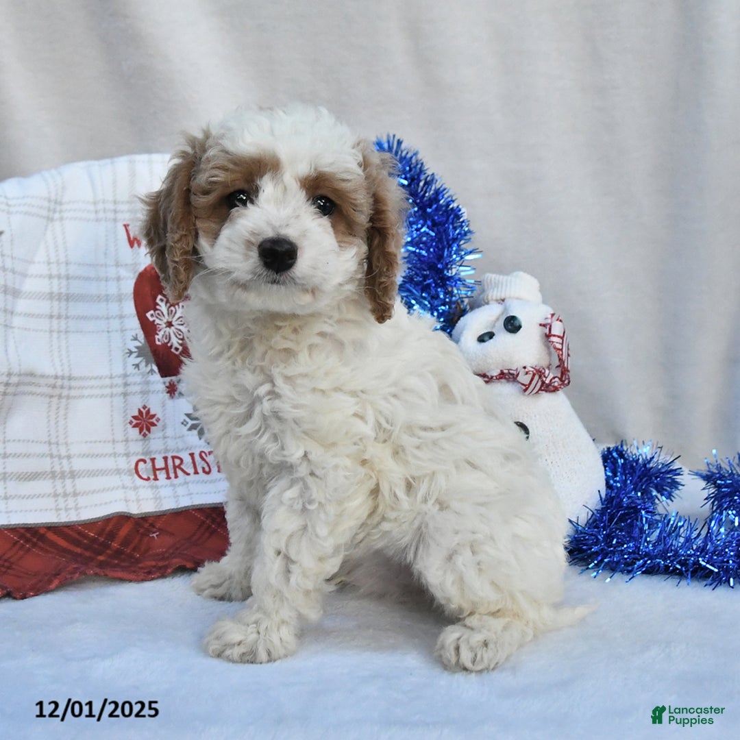 Cockapoo dogs for sale: Dasher - Ad 2