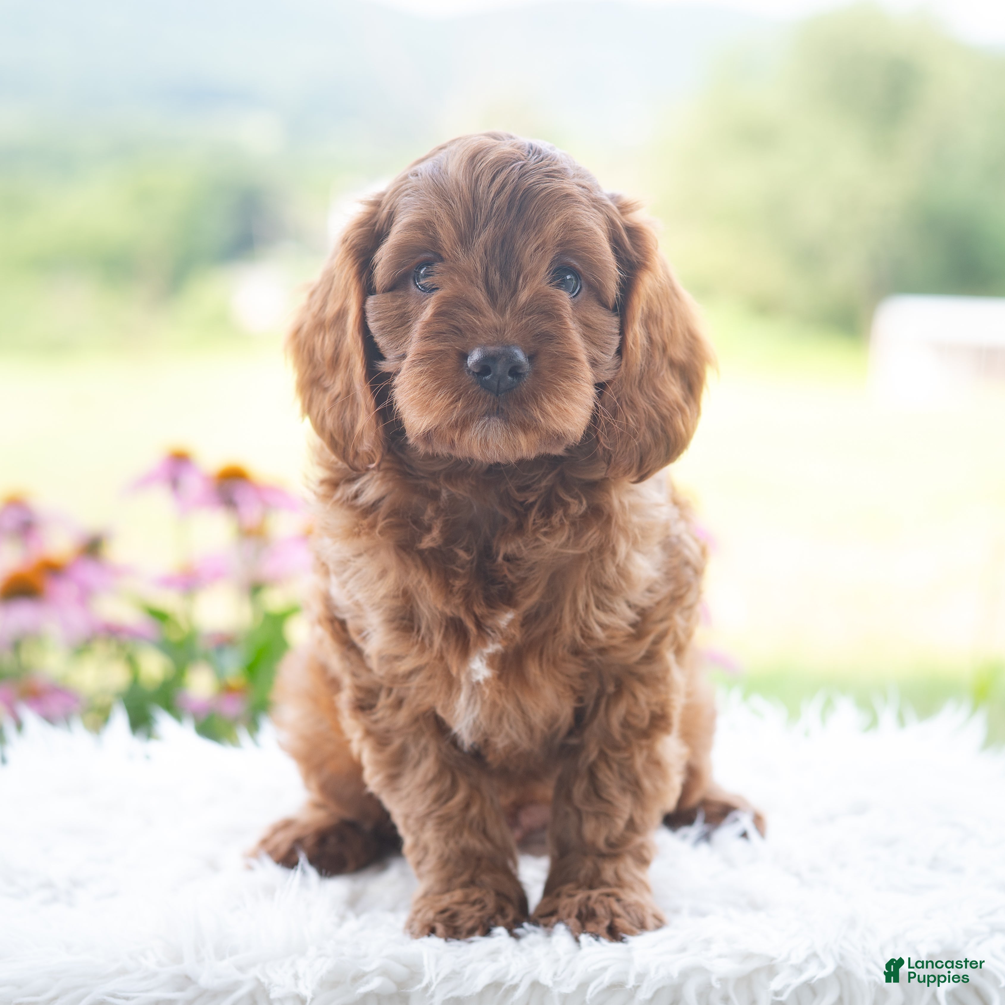 Cavapoo dogs Baylor  - Ad 1