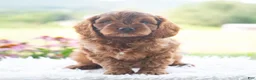 Cavapoo dogs for sale: Baylor  - Ad 1