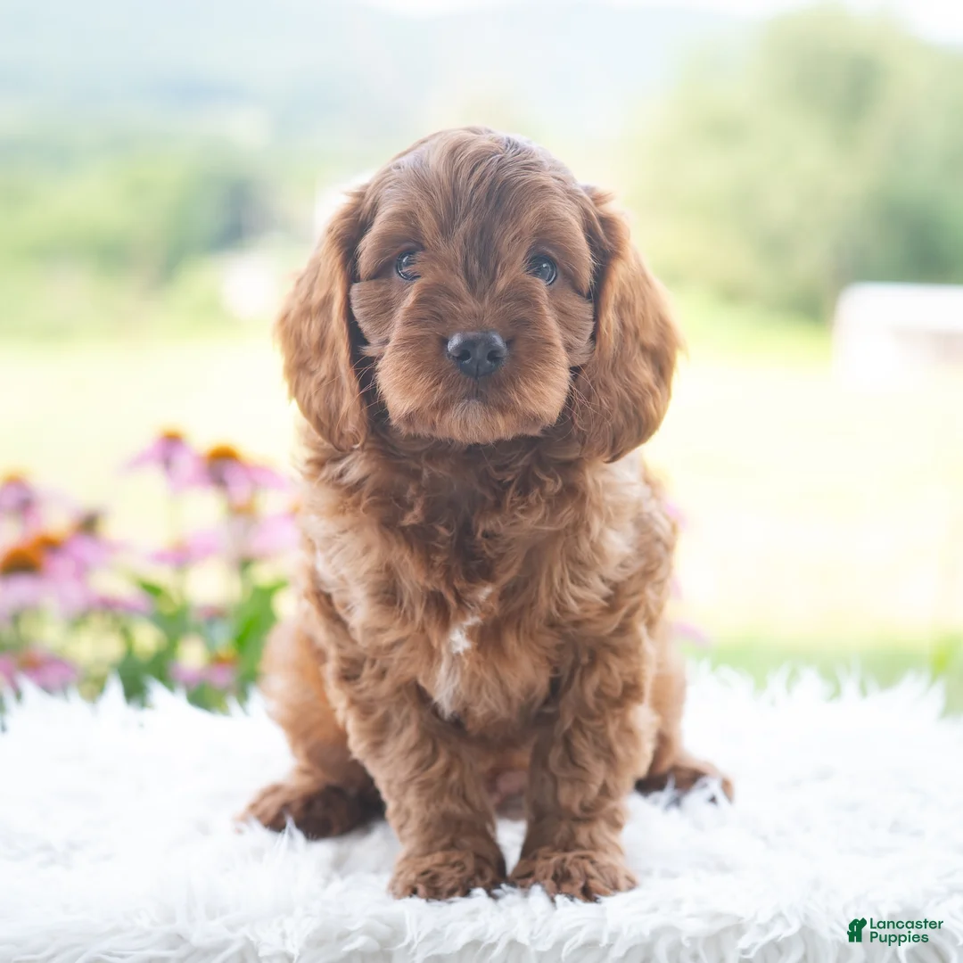 Cavapoo dogs for sale: Baylor  - Ad 1