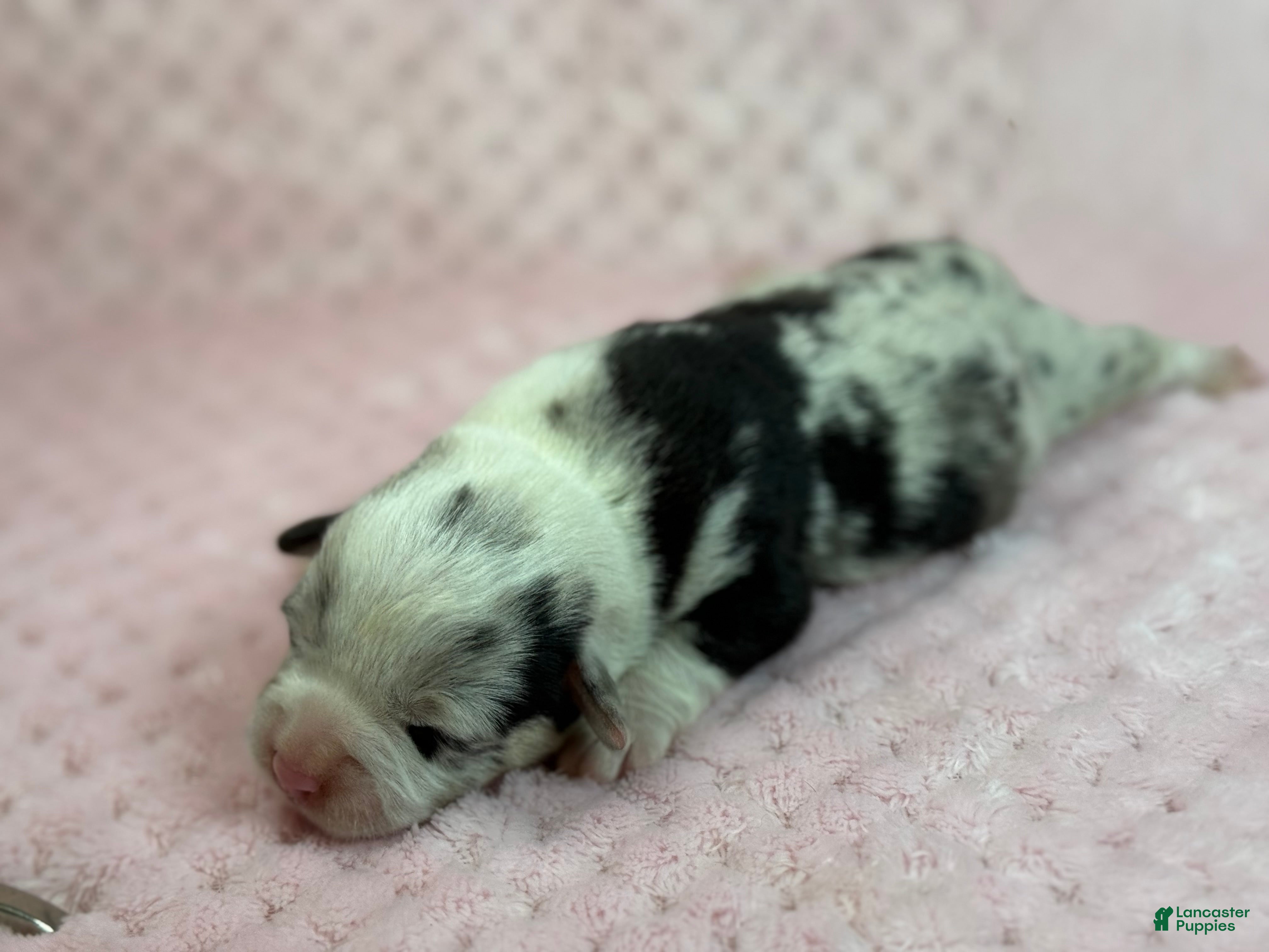 Mixed Breed dogs Reserved  - Ad 19