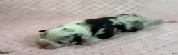 Mixed Breed dogs for sale: Reserved  - Ad 1