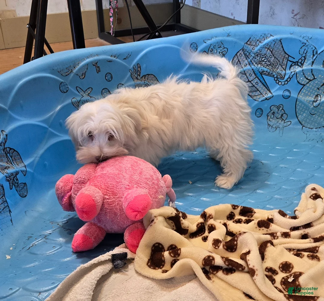 Havanese dogs for sale: Josh - Ad 1
