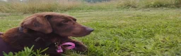 Labrador Retriever dogs for sale: Mia - Ad 2