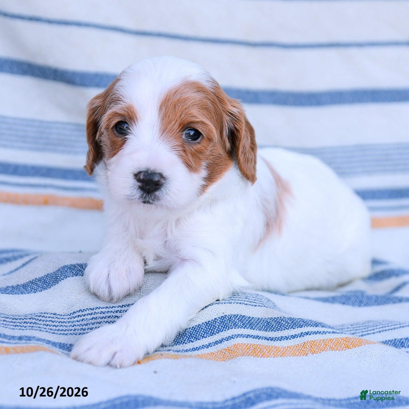 Cavapoo dogs for sale: Georgie - Ad 1