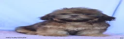 Shih Tzu dogs for sale: Natasha - Ad 4