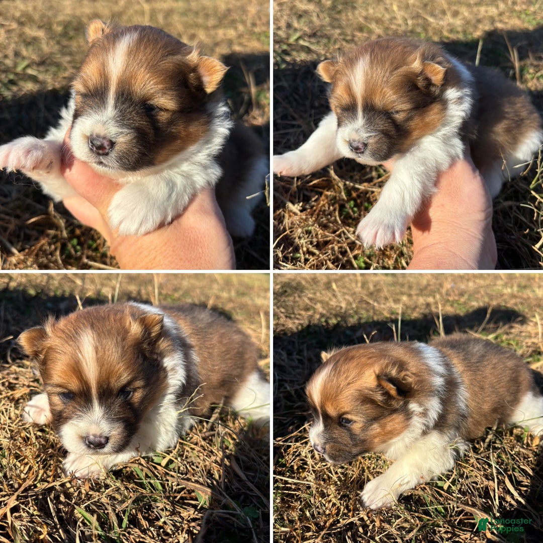 Pomeranian dogs for sale: Pomeranian Puppy 1 - Ad 1